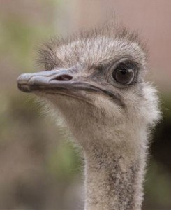 struisvogel