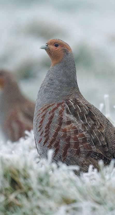 Paradijs voor de Patrijs